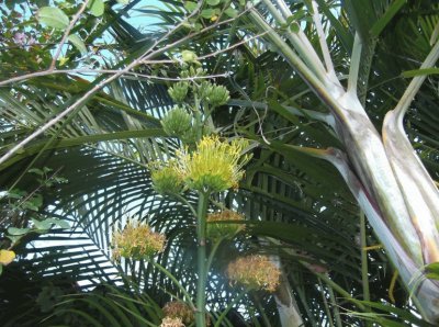 palmera