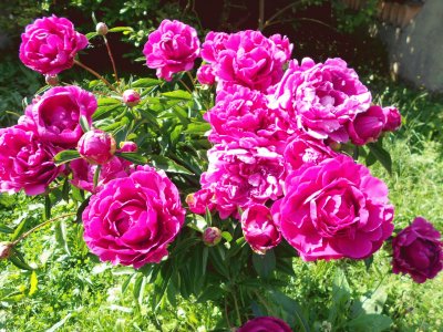 PIVOINES jigsaw puzzle