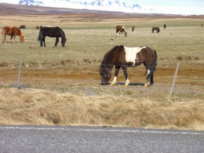 פאזל של chevaux islandais