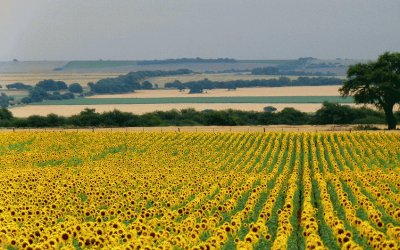 En Anguil. La Pampa. Argentina jigsaw puzzle