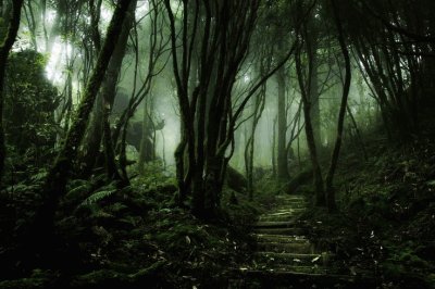 Bosque de Hemlock Trail, TaiwÃ¡n