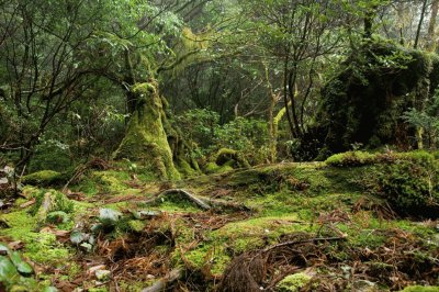 Bosque de Yakushima, JapÃ³n