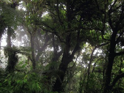 Bosque Nuboso, Monteverde, Costa Rica