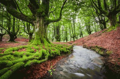 Bosque Otzarreta, EspaÃ±a jigsaw puzzle