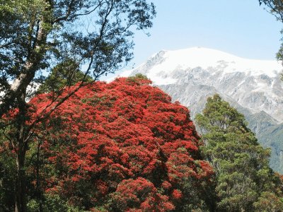 Bosque Rata, Nueva Zelanda