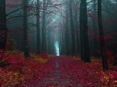 פאזל של Bosque Selva Negra, Alemania