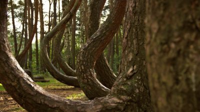 Bosque Torcido, Polonia jigsaw puzzle