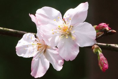 פאזל של èŠ±