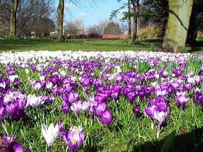 Crocuses