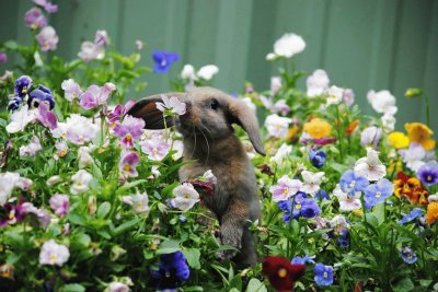 Cute Bunny in the Garden