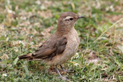 aves de los andes