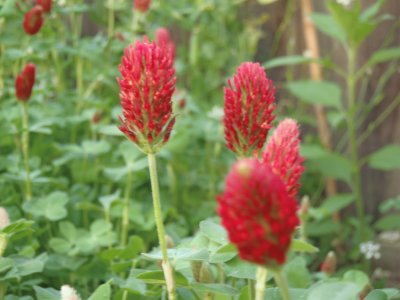 פאזל של crimson clover