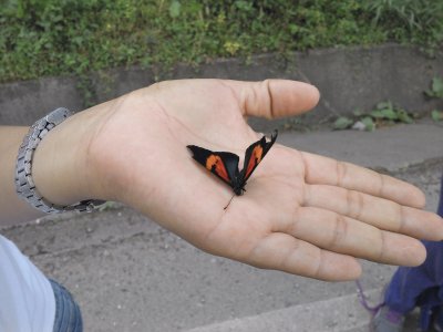 פאזל של Mariposa