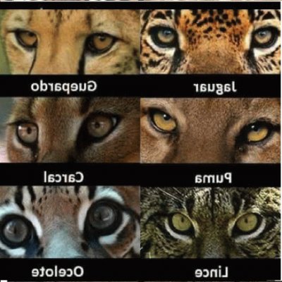 Ojos felinos jigsaw puzzle