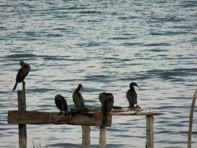 Belize jigsaw puzzle