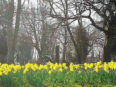Daffodils at Stanton Rd Cemetery jigsaw puzzle