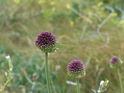 פאזל של fleurs