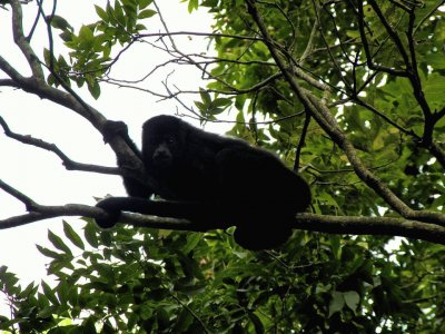 Howler Monkey jigsaw puzzle