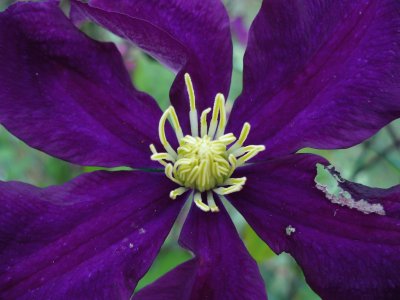 coeur de clÃ©matite