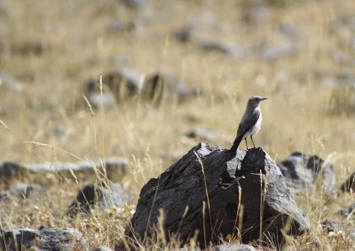 aves de los andes
