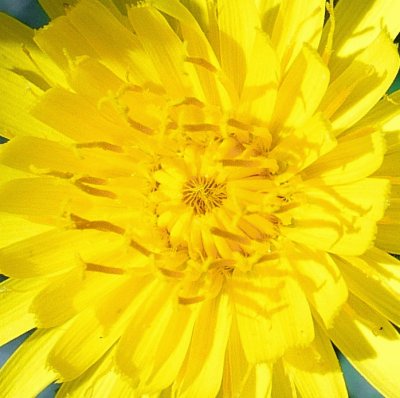 Dandelion jigsaw puzzle