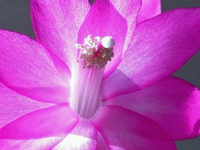 Christmas cactus jigsaw puzzle