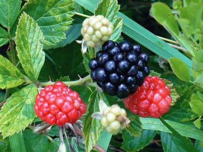 פאזל של Wild berries