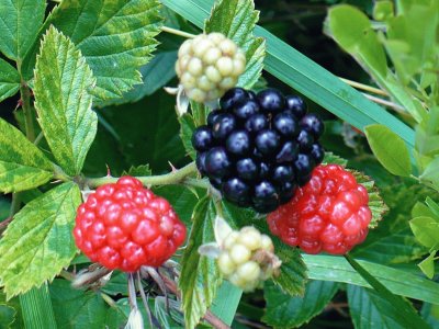 Wild berries