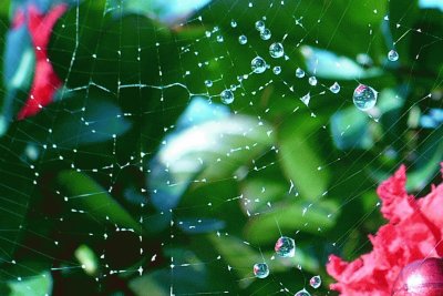 Dew on cobweb