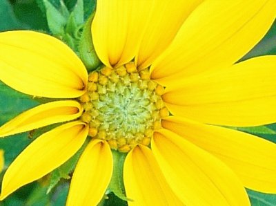 Daisy-type wildflower