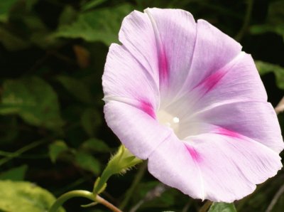 פאזל של Morning glory2