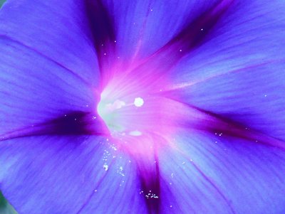 Morning glory3 jigsaw puzzle