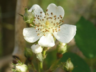 פאזל של White wild rose1