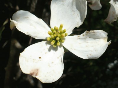 פאזל של Dogwood1