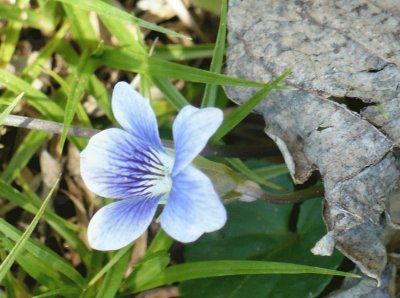Small wild violet1 jigsaw puzzle
