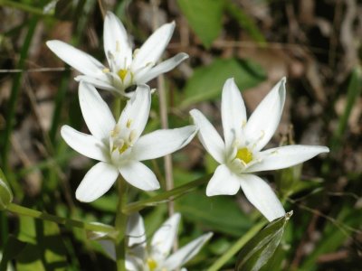Small white wildflowers