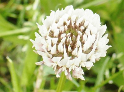 Wild white clover jigsaw puzzle