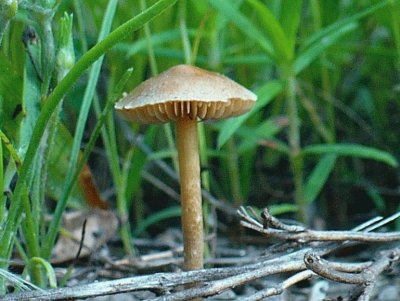 פאזל של Little mushroom