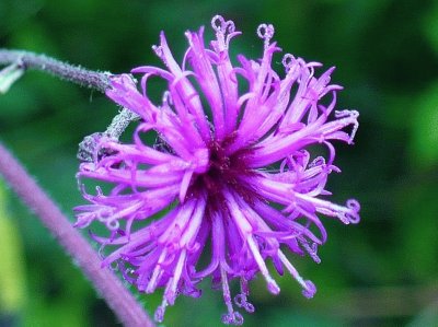 Ironweed flower jigsaw puzzle