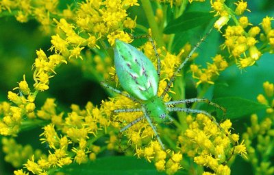 Little green spider jigsaw puzzle