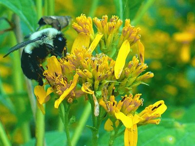 פאזל של Bee on flower1