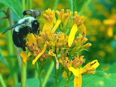 Bee on flower1