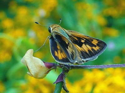 Moth on flower jigsaw puzzle