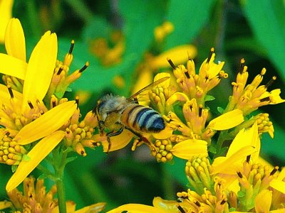 Busy bee