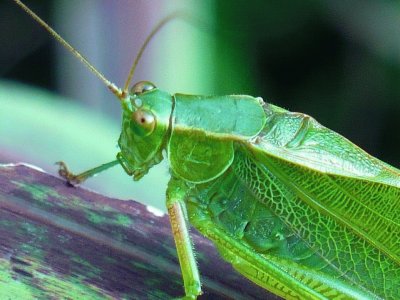 Grasshopper1 jigsaw puzzle