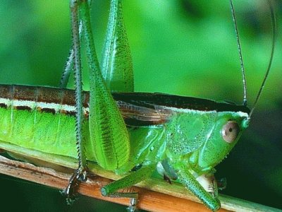 Grasshopper2 jigsaw puzzle