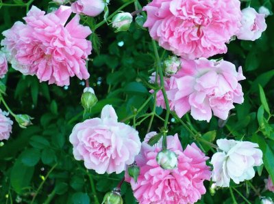 Wildroses growing on roadside