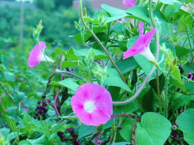 Morning glories1 jigsaw puzzle