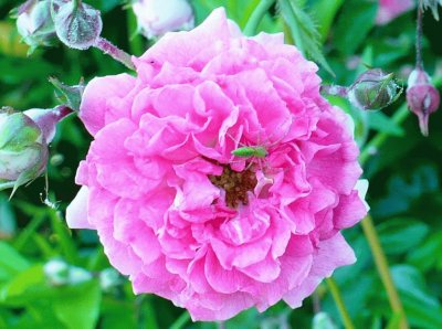 Pink wildrose1 jigsaw puzzle