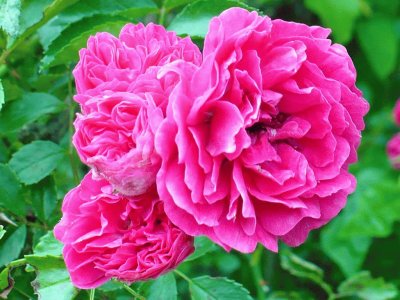 פאזל של Wildroses growing on roadside2